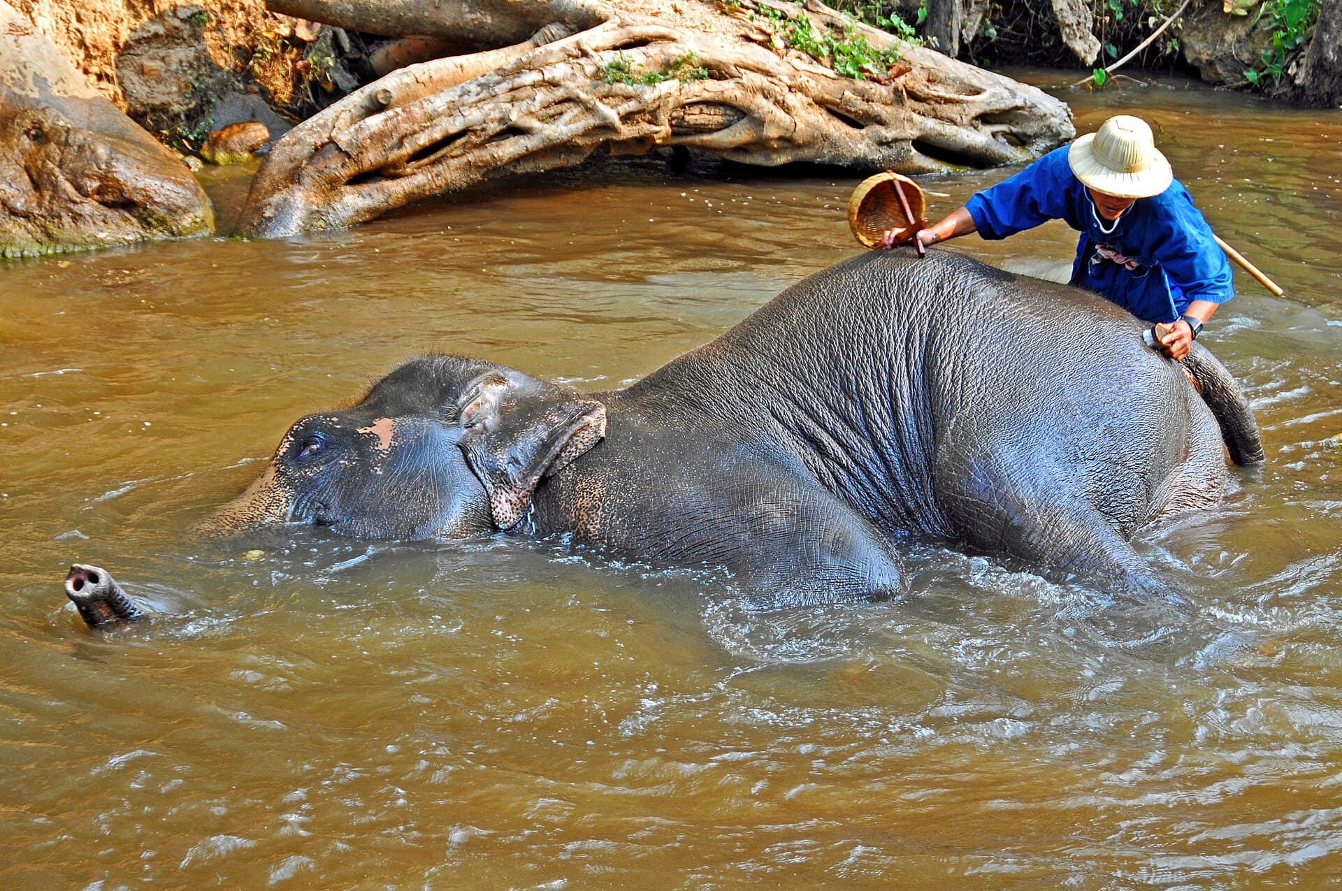 Samui Elephant Kingdom