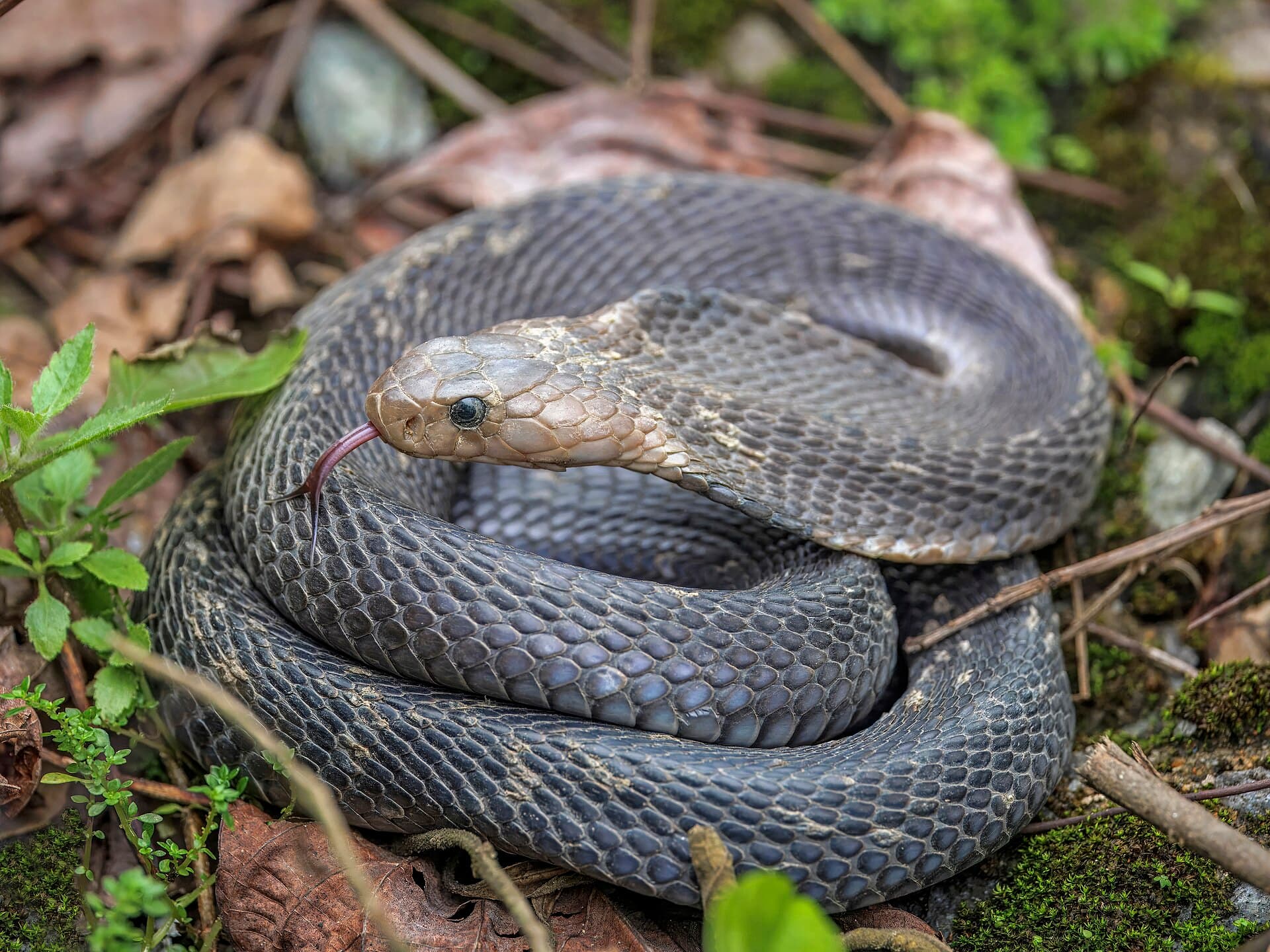 Snake Show